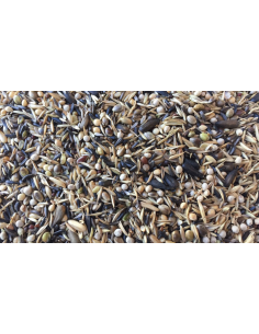 CARDILL RIPRO E CANTO 2