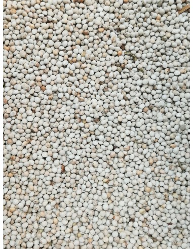 PERILLA BIANCA