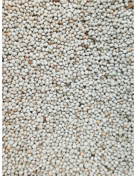 PERILLA BIANCA
