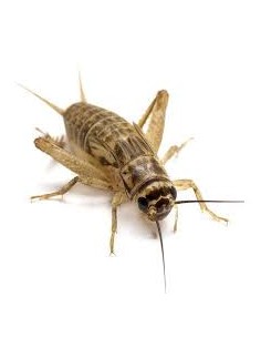 GRILLI VARIE DIMENSIONI (circa 50 esemplari)