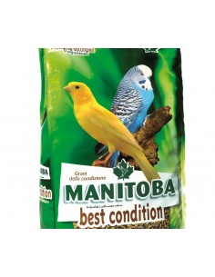 BEST CONDITION (SEMI CONDIZIONATI)  MANITOBA